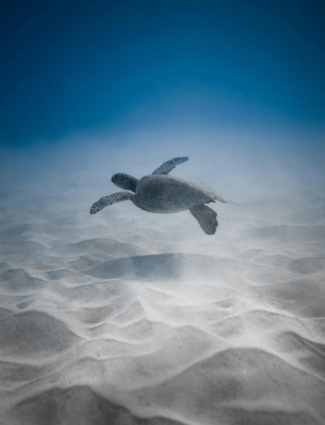 Earth & Ocean Foundation by JDA